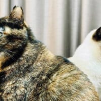 まるでキラとアスラン 背中合わせで佇む猫たちが「ガンダムSEED」のOPすぎる