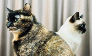 まるでキラとアスラン 背中合わせで佇む猫たちが「ガンダムSEED」のOPすぎる