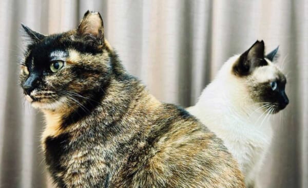 まるでキラとアスラン 背中合わせで佇む猫たちが「ガンダムSEED」のOPすぎる