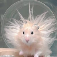ハムスターが神に進化!?突如自宅に降臨したかわいい「太陽神」