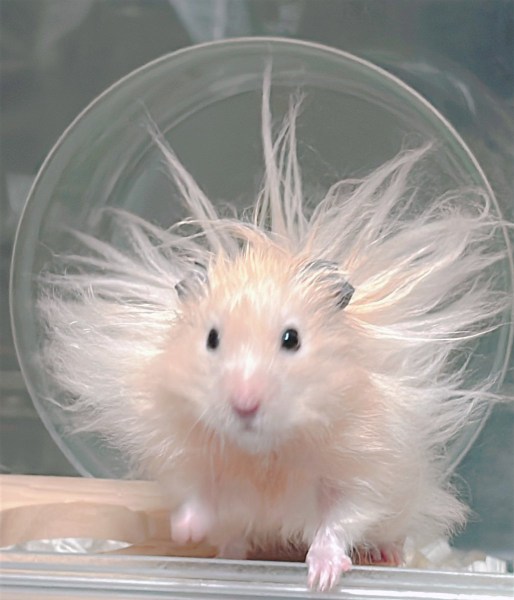 ハムスターが神に進化！？突如自宅に降臨したかわいい「太陽神」