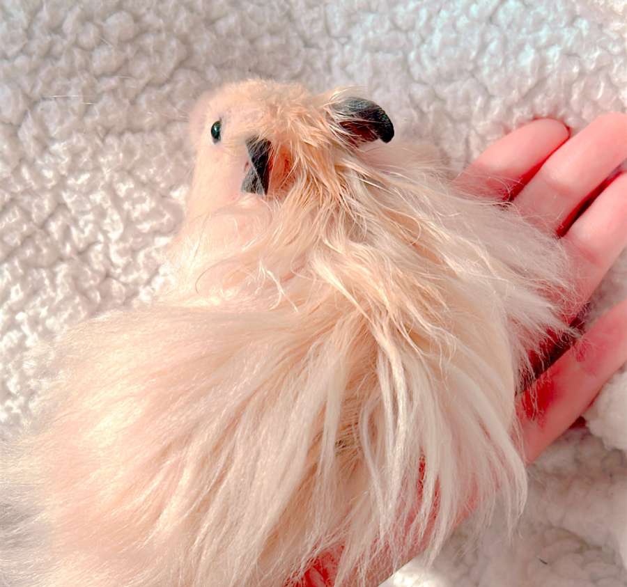 キンクマハムスター長毛種の「もっぷ」ちゃん