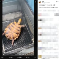 ひっくり返ったカメ「そのうち助けてくれるやろ」の余裕 全身に漂う他人まかせ感
