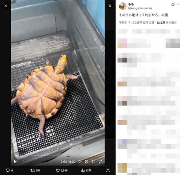 ひっくり返ったカメ「そのうち助けてくれるやろ」の余裕 全身に漂う他人まかせ感