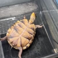 ひっくり返ったナナちゃん