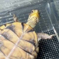 首だけで見てくる