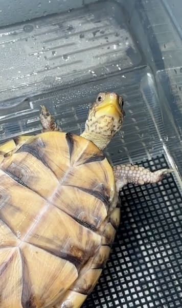 首だけで見てくる