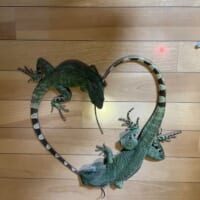 トカゲのカップルが生み出した奇跡の1枚!交尾行動中の愛らしい“ハート”に反響