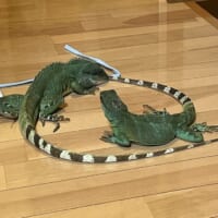 交尾行動中の2匹