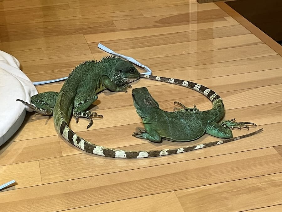 交尾行動中の2匹