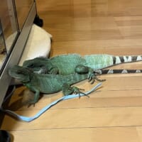 ハート後も仲のよさは変わらない