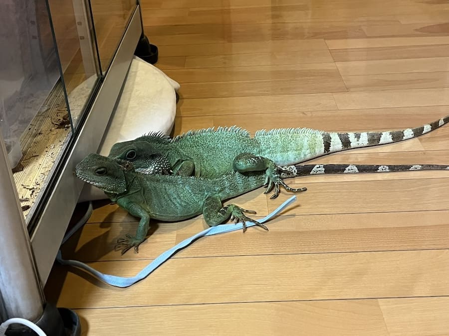 ハート後も仲のよさは変わらない