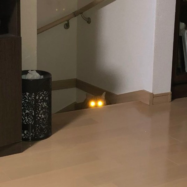 暗闇で目から強烈なビームを放つ猫ちゃん 「宇宙猫説ある」