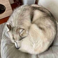 まるで猫？完璧な円を描くシベリアンハスキーの「ワンモナイト」