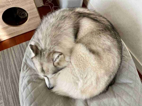 まるで猫？完璧な円を描くシベリアンハスキーの「ワンモナイト」