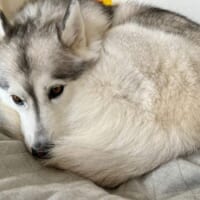 きれいな円を描いたワンモナイト