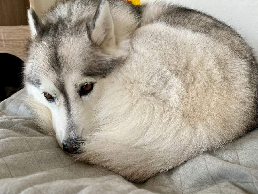 きれいな円を描いたワンモナイト