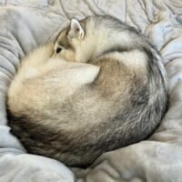 見ているだけで温かい気持ちになれるさくらちゃんのワンモナイト