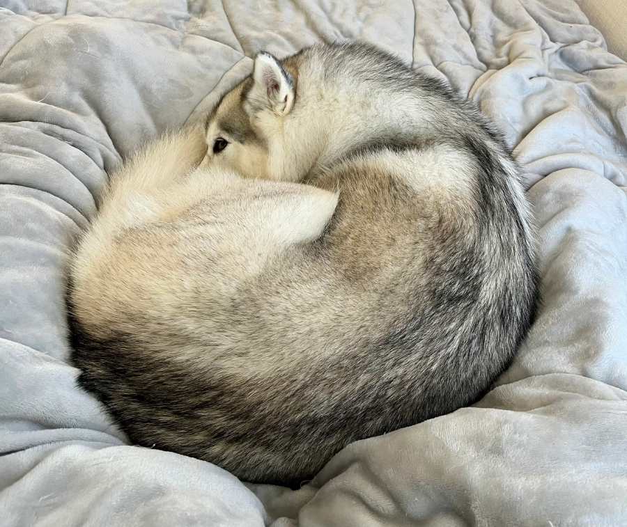 見ているだけで温かい気持ちになれるさくらちゃんのワンモナイト