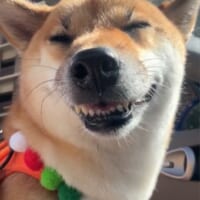 悪徳商人「越後屋」もびっくりの表情