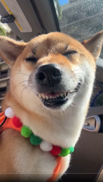 悪徳商人「越後屋」もびっくりの表情