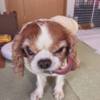 なんという極悪フェイス……!“ビビり”なキャバリアが見せる衝撃の表情