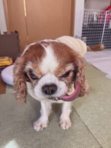 なんという極悪フェイス……!“ビビり”なキャバリアが見せる衝撃の表情