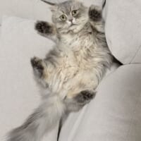 ソファの隙間に挟まり絶望顔 “不憫かわいい”スコティッシュフォールドが話題