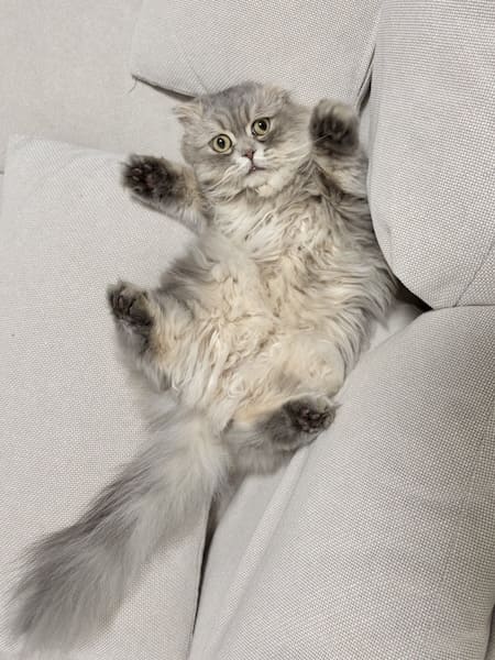 ソファの隙間に挟まり絶望顔 “不憫かわいい”スコティッシュフォールドが話題