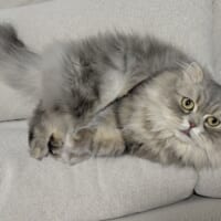 最初はちょこんと座っていた