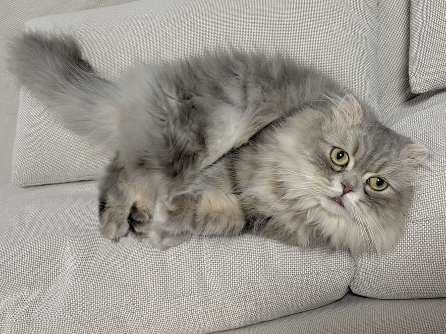 最初はちょこんと座っていた