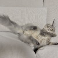 どんどんハマっていくロッシュくん