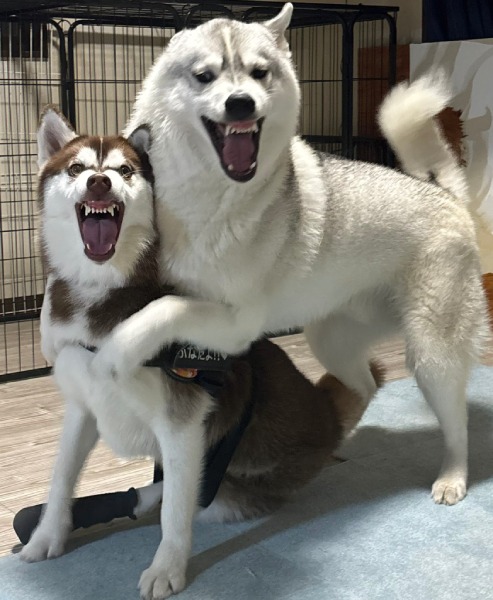 まるで怪獣大決戦!シベリアンハスキー兄妹の“顔芸”が凄まじい迫力