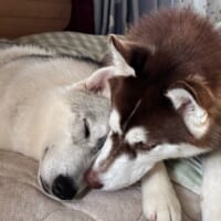 普段の2匹は「優しいお兄ちゃんとやんちゃな妹」という仲良し兄妹