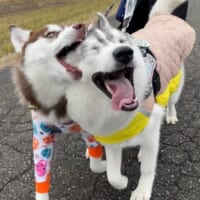 普段の2匹は「優しいお兄ちゃんとやんちゃな妹」という仲良し兄妹