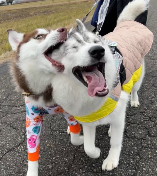 普段の2匹は「優しいお兄ちゃんとやんちゃな妹」という仲良し兄妹