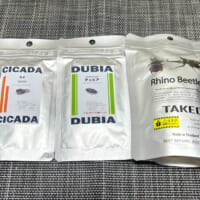 左からセミ、デュビア、カブトムシ