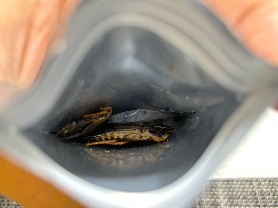 デュビアを開封