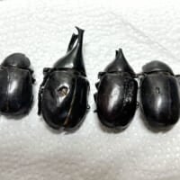 カブトムシも4匹入っている