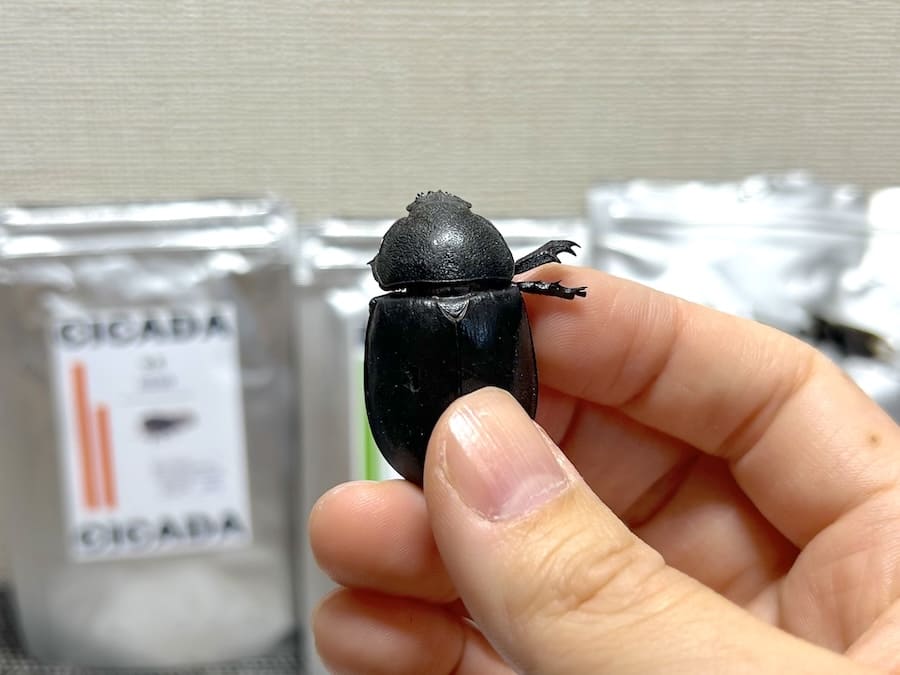 カブトムシのメス