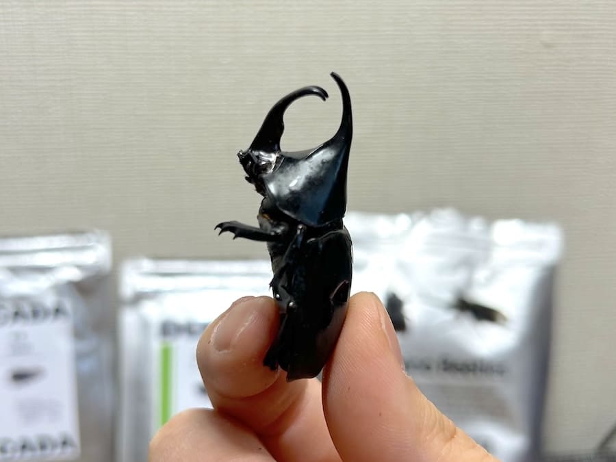 カブトムシのオス