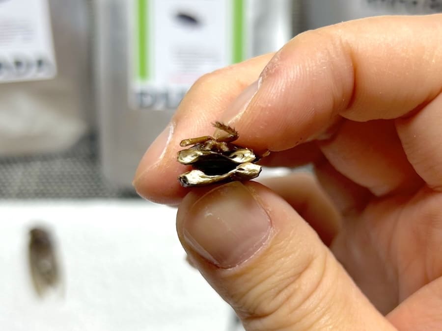 デュビアの断面