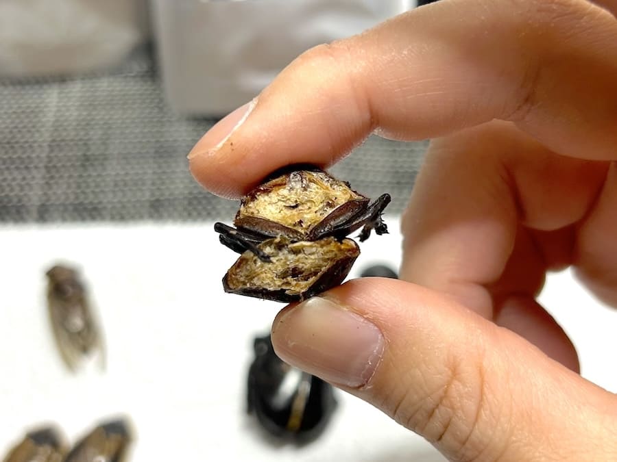 カブトムシの断面