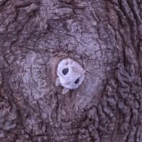 巣穴から出てくるモモンガがめちゃくちゃかわいい！北海道で撮影された1枚に癒やされる