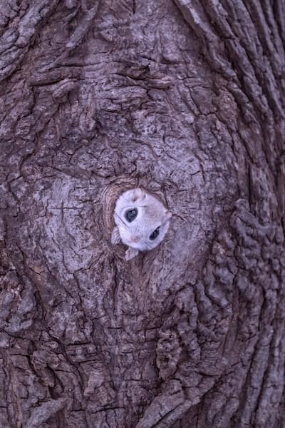 巣穴から出てくるモモンガがめちゃくちゃかわいい!北海道で撮影された1枚に癒やされる