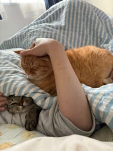 幸せが詰まった「猫バーガー」完成 布団を挟んでサンドされた2匹がかわいすぎる