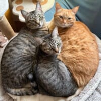 すずくん、つむぎくん、ふうかちゃん