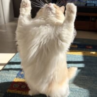 猫だってときにはバリアを張ります!おもちゃで遊んでいるラグドールの、破壊的な1枚