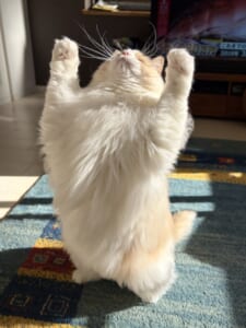 このバリアは突破したい!おもちゃで遊ぶラグドールの、破壊的にかわいい1枚 のアイキャッチ画像