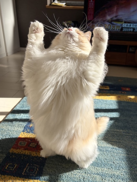 猫だってときにはバリアを張ります!おもちゃで遊んでいるラグドールの、破壊的な1枚